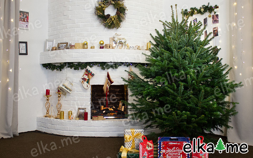 Датская елка (Пихта Нордмана)