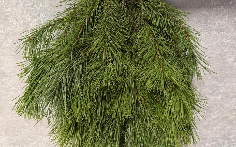 Сосновый лапник