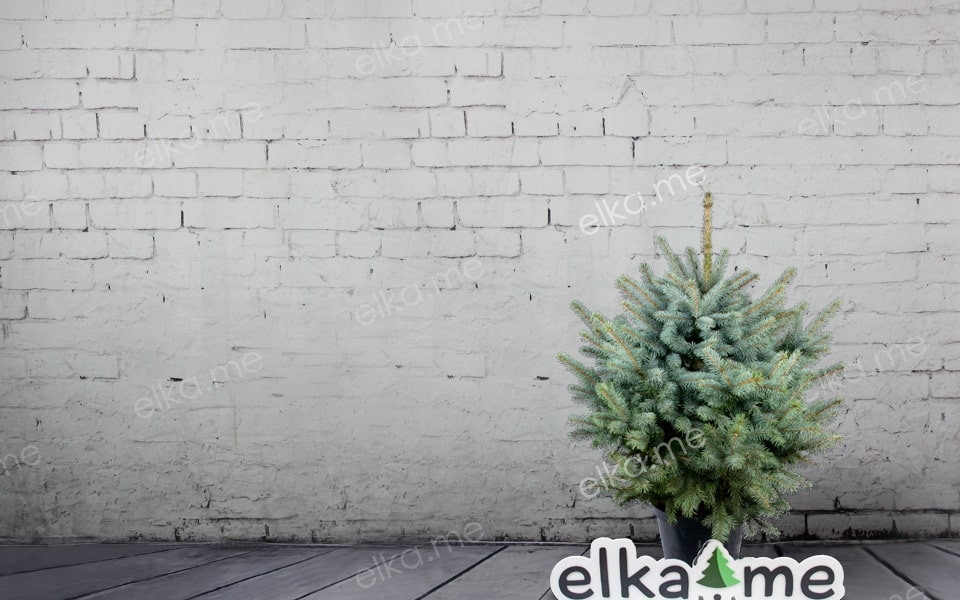 Голубая елка в горшке