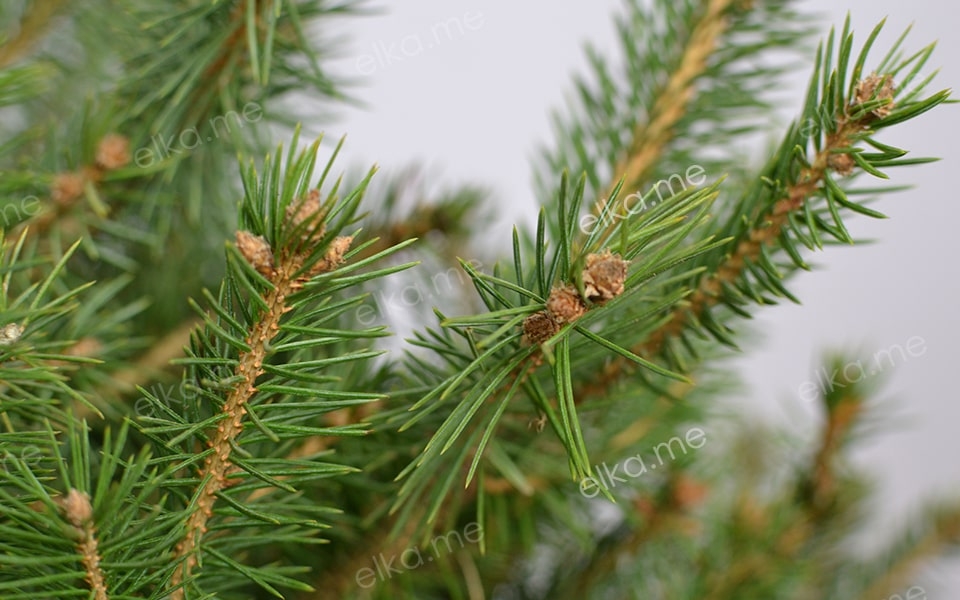 Еловый лапник