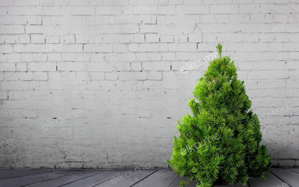 Канадская новогодняя сосна