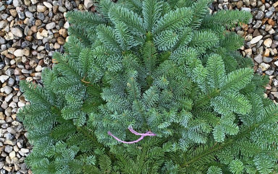 Лапник Нобилис 5 кг