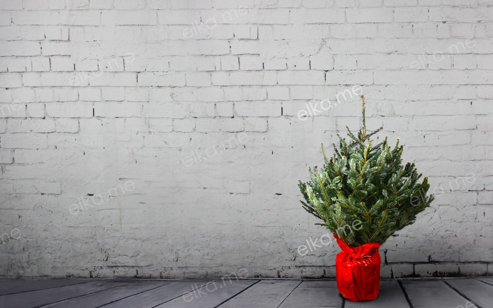 Пихта Фразера в горшке