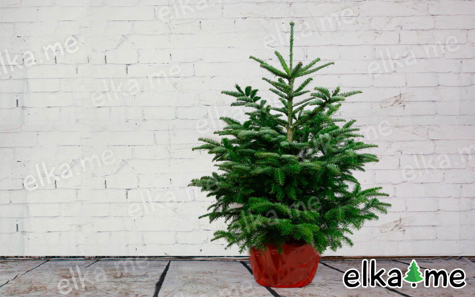Пихта Нордмана в горшке (Датская елка)