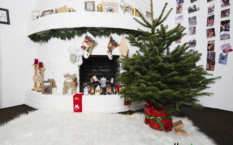 Пихта Нордмана в горшке (Датская елка)