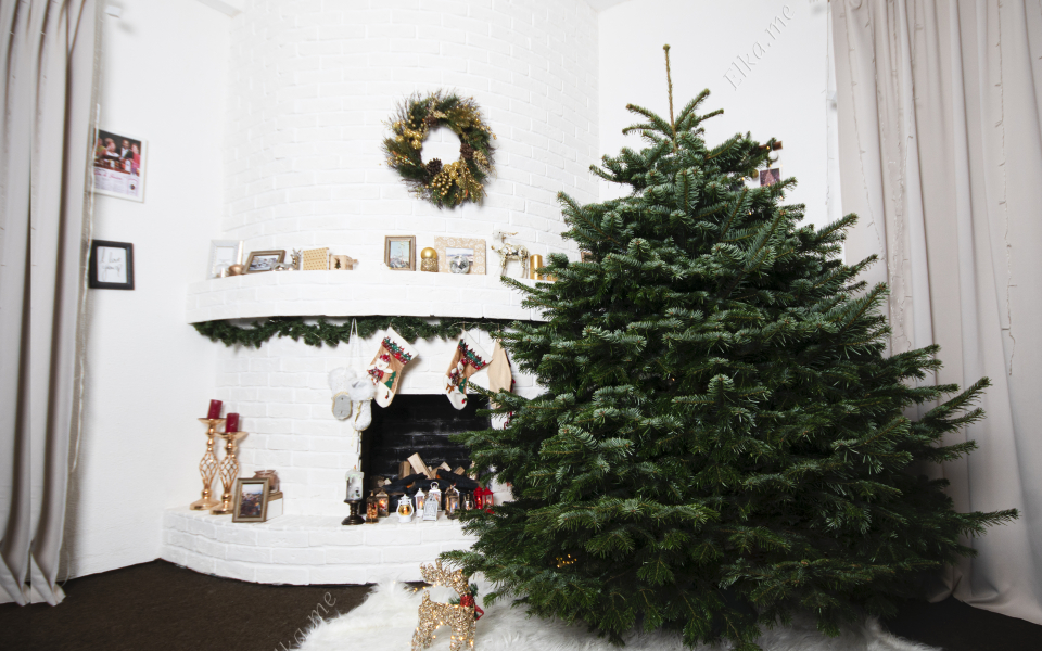 Пихта Нордмана (Датская елка)