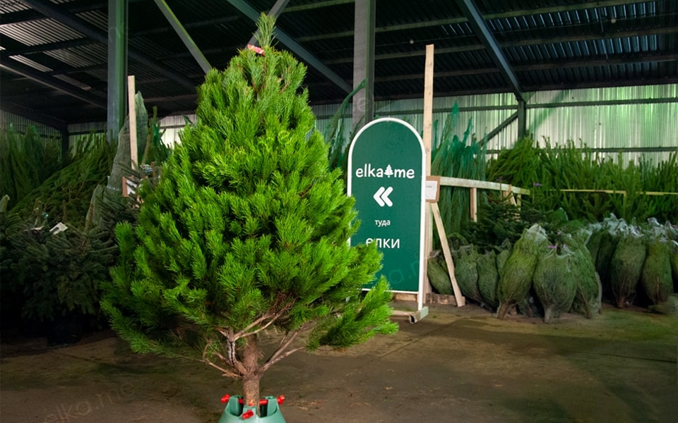Канадская новогодняя сосна