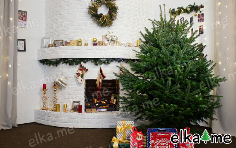 Пихта Нордмана (Датская елка)