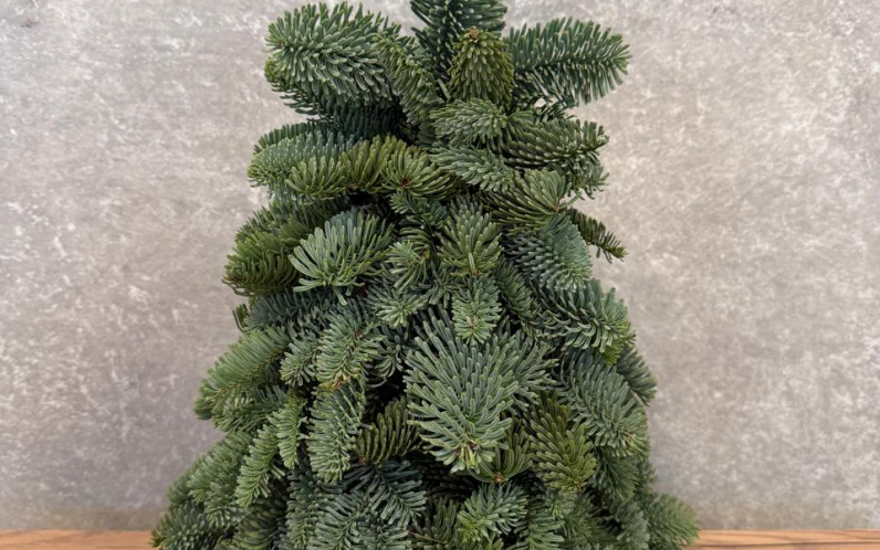 Елочка из нобилиса 30 см