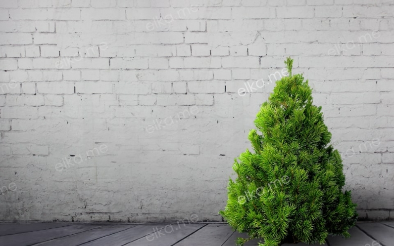 Канадская новогодняя сосна