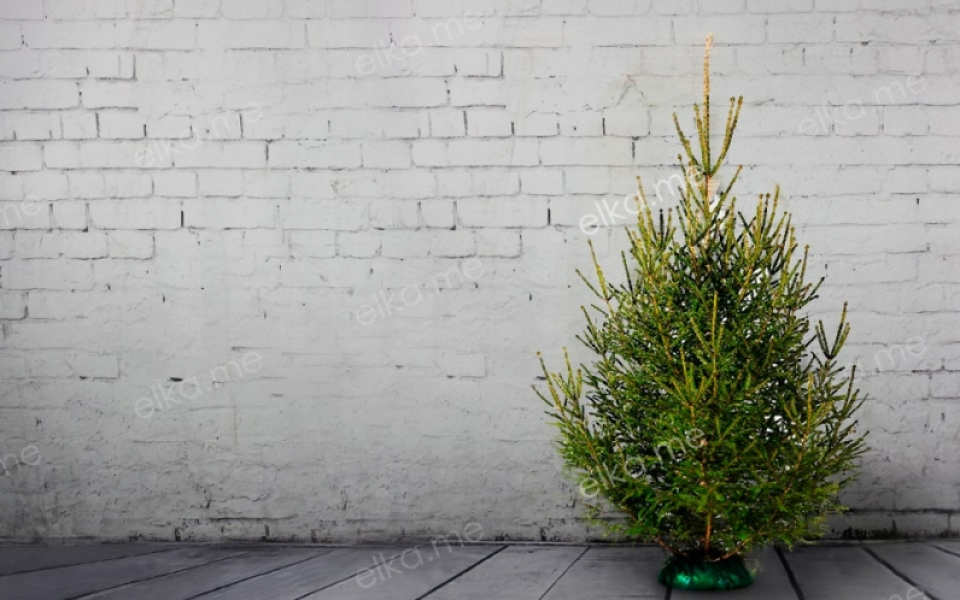 Живая русская елка