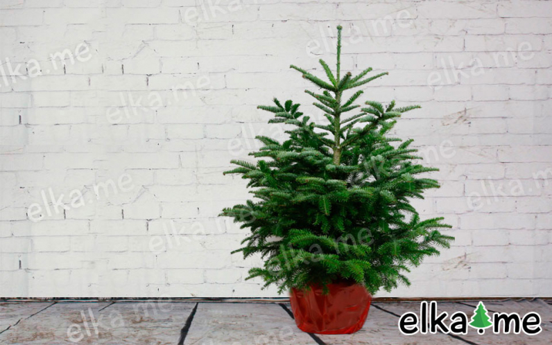 Пихта Нордмана в горшке (Датская елка)