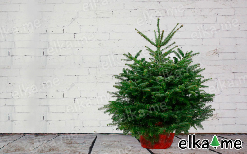 Пихта Нордмана в горшке (Датская елка)