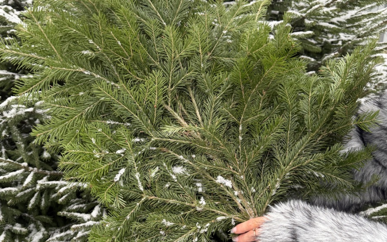 Пихтовый лапник