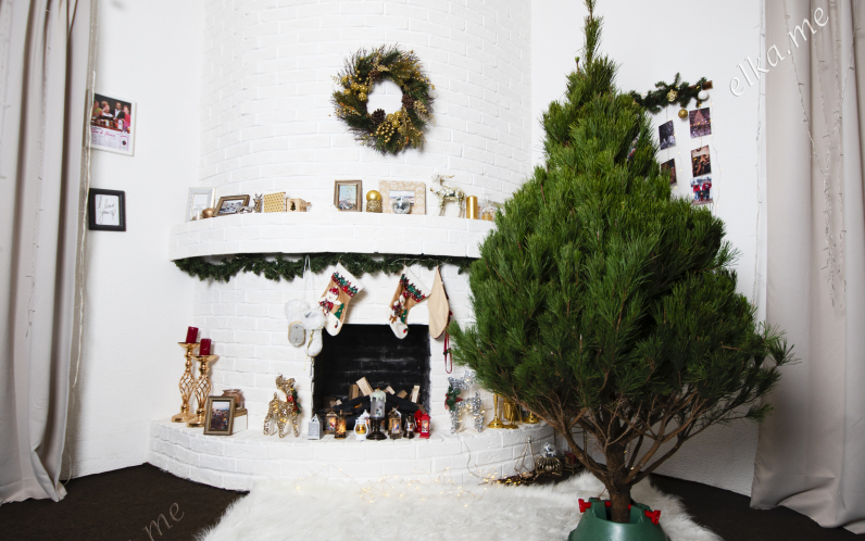 Канадская новогодняя сосна