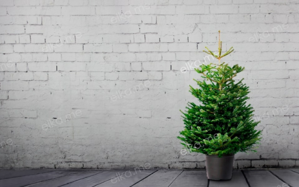 Датская елка в горшке (Пихта Нордмана)