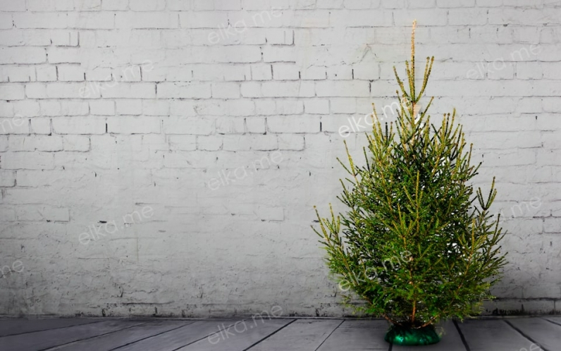 Живая русская елка