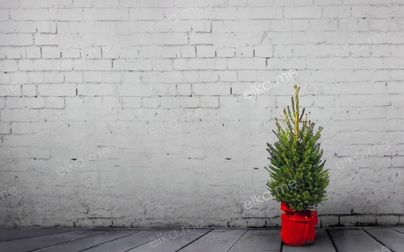 Европейская (удмуртская) елка в горшке