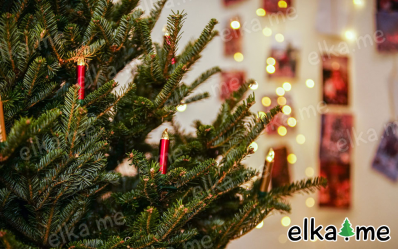 Пихта Фразера