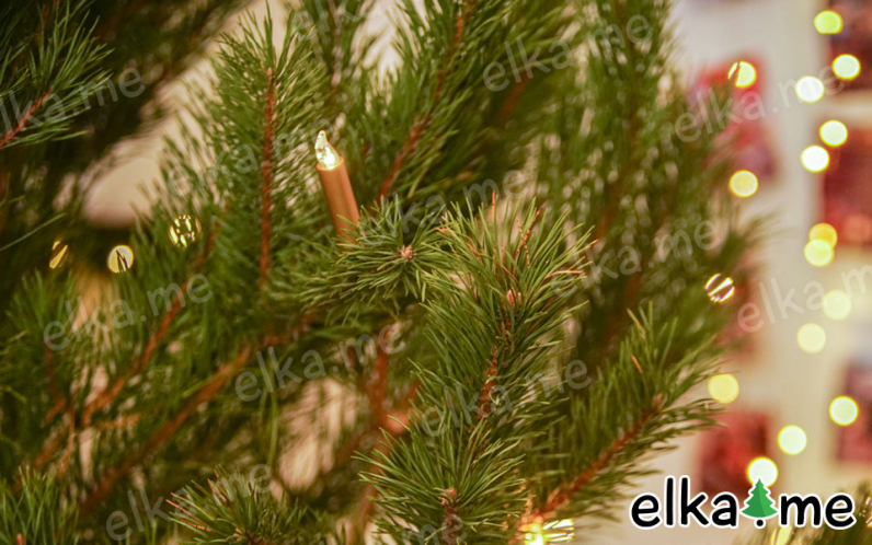 Живая новогодняя сосна