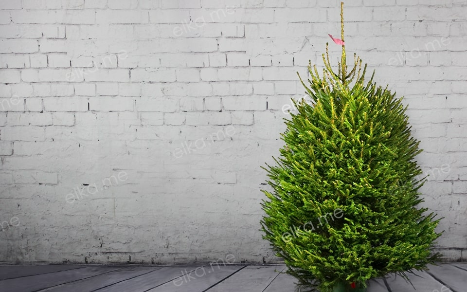 Европейская (Удмуртская) елка