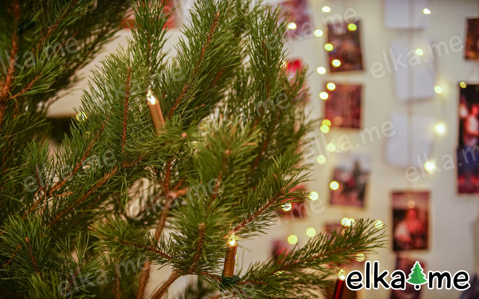 Живая новогодняя сосна