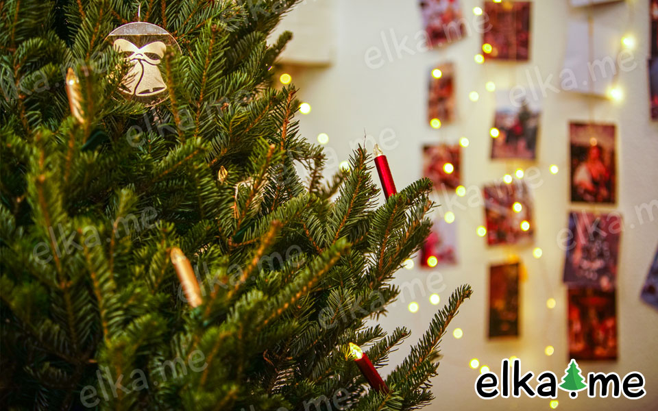 Живая русская елка