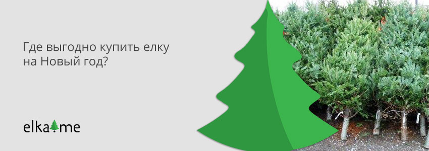 Где купить новогоднюю елку