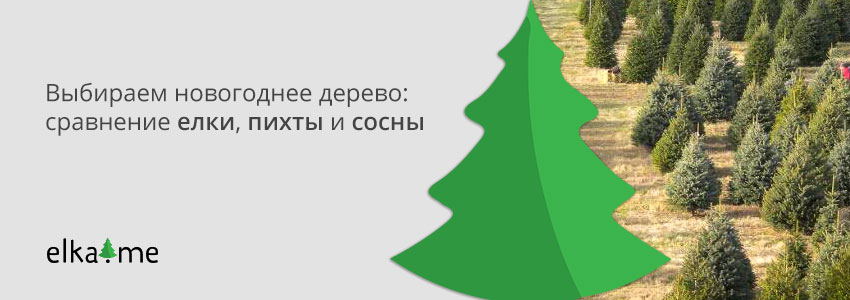 Что выбрать на Новый год: елка, сосна или пихта