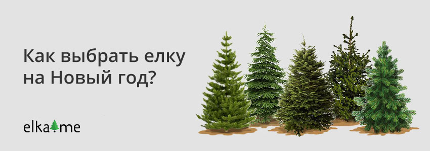 Выбор новогодней елки
