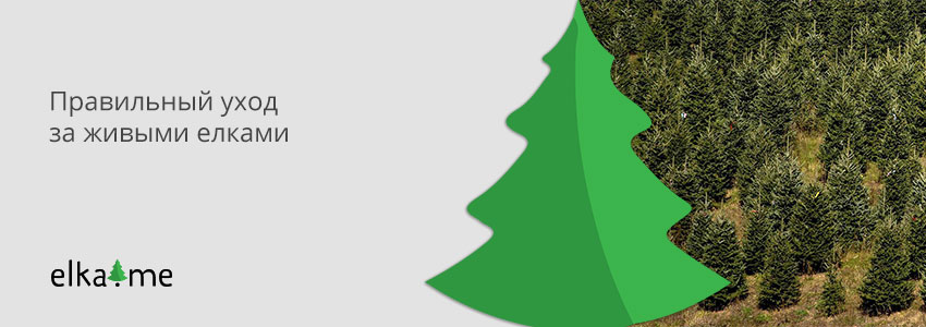 Как ухаживать за новогодней елкой